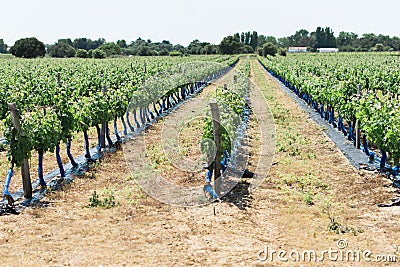 Rows of Grape Plants in a Wine Vineyard