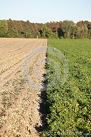 Rows of peanut crops