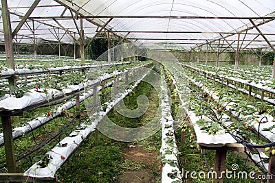 Rows of strawberry