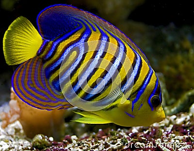 hd pictures, Images of Angelfish , Pics of Angelfish , Angelfish pics, Black Angelfish pictures