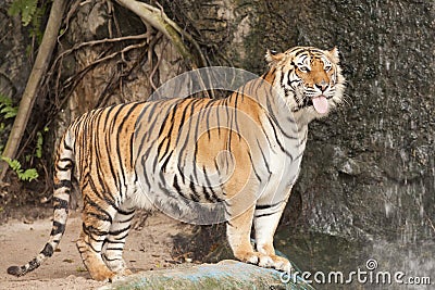 Royal Bengal tiger