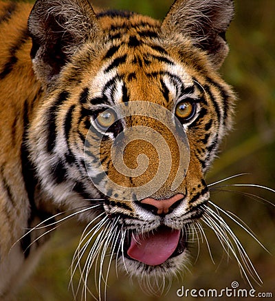 Royal bengal tiger closeup#2