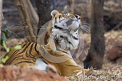 Royal Bengal Tiger