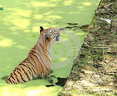 Royal Bengal Tiger-1.