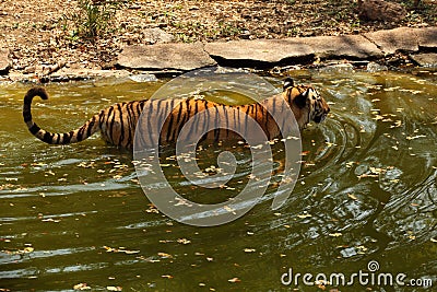 Royal Bengal Tiger wades through water