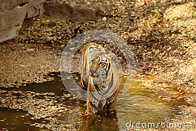 Royal Bengal Tiger in water