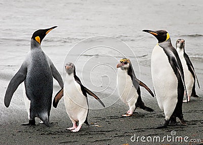 Royal and King penguins on beach