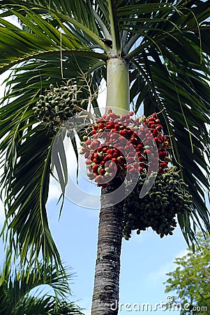 Royal palm fruit