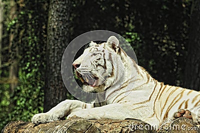 A Royal White Bengal tiger.