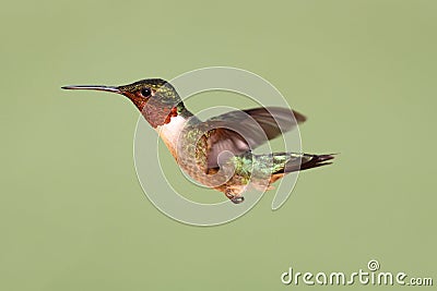 Ruby-throated Hummingbird (archilochus colubris)