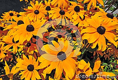 Rudbeckia - Black Eyed Susan Flowers