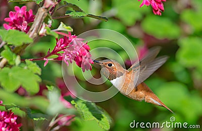 Rufous Hummingbird feeding Flowering Currant
