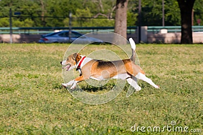 Run Beagle Run!