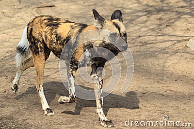 Running african wild dog