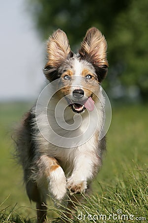 Running Australian shepherd dog