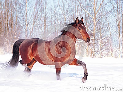 Running bay horse at snow field