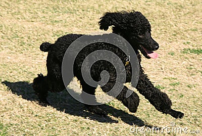 Running black puppy dog