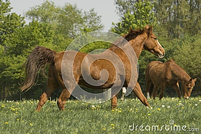 Running chestnut horse