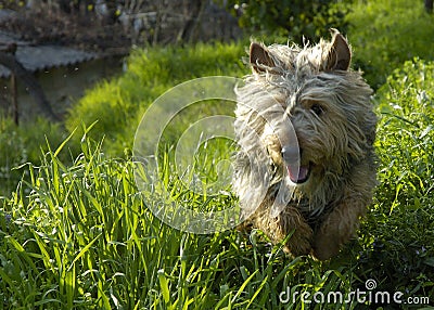 Running dog