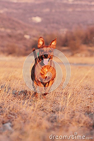 Running dog