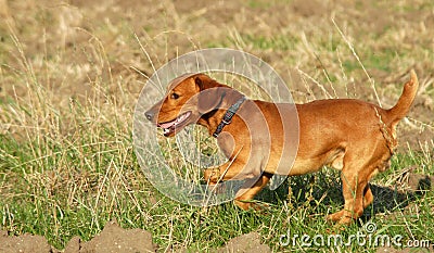 Running dog