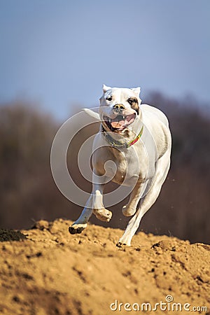 Running dog