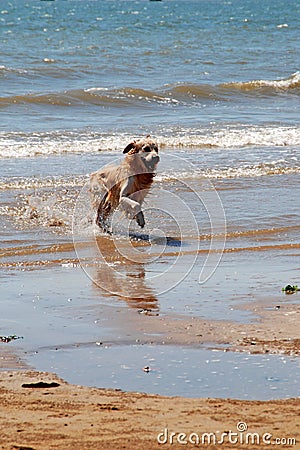 Running dog