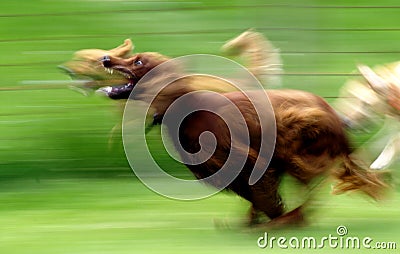 Running Dog