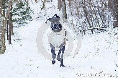 Running dog in the forest