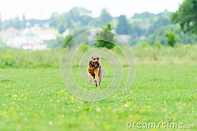 Running dog