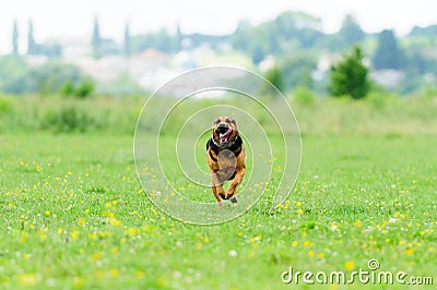 Running dog