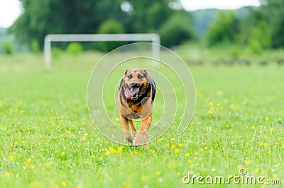 Running dog