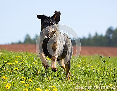 Running dog