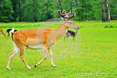 Running fallow deer