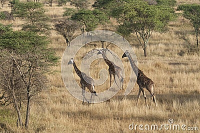 Running giraffes