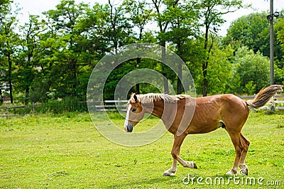 Running horse in meadow.