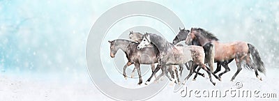 Running horses herd, in snow, winter banner