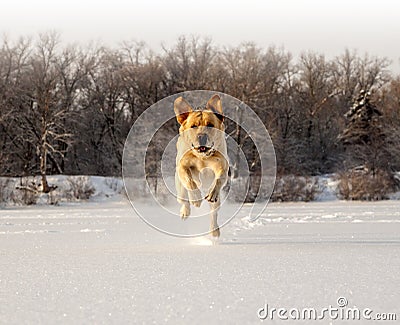 Running labrador