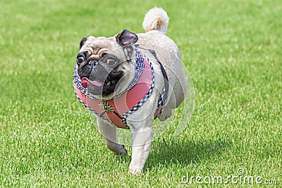 Running pug dog dirndl dress