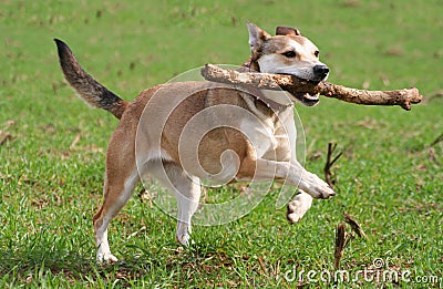 Running Shepherd Dog