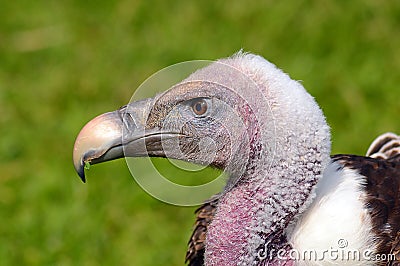 Ruppel s Griffon Vulture side view