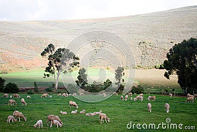 Rural landscape with grazing sheep