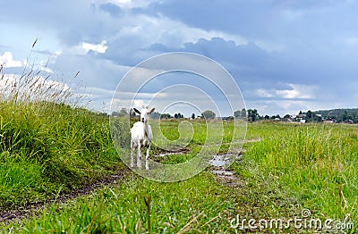 Rural landscape after rain. Goat on road in field