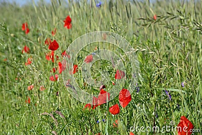 Rural landscape - red poppies