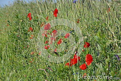 Rural landscape - red poppies