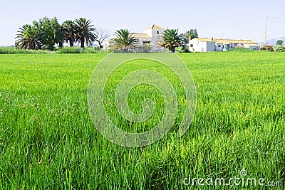 Rural landscape with rice fields