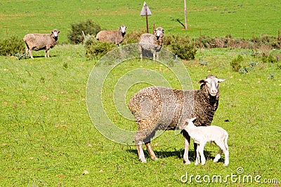 Rural landscape with sheep