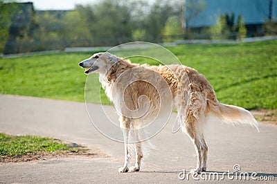 Russian borzoi