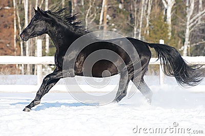 Russian riding horse runs gallop in winter