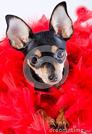 Russian toy terrier